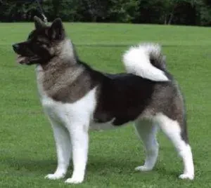 Portal Rasmi Dewan Bandaraya Kuala Lumpur | Pengurusan Lesen Anjing