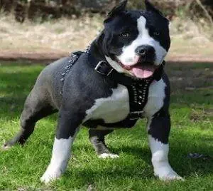 Portal Rasmi Dewan Bandaraya Kuala Lumpur | Pengurusan Lesen Anjing