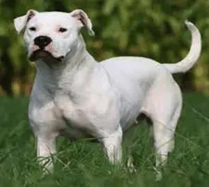 Portal Rasmi Dewan Bandaraya Kuala Lumpur | Pengurusan Lesen Anjing