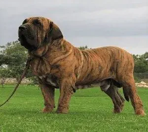 Portal Rasmi Dewan Bandaraya Kuala Lumpur | Pengurusan Lesen Anjing