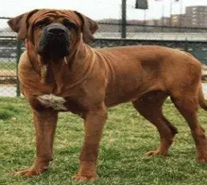 Portal Rasmi Dewan Bandaraya Kuala Lumpur | Pengurusan Lesen Anjing