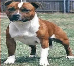 Portal Rasmi Dewan Bandaraya Kuala Lumpur | Pengurusan Lesen Anjing